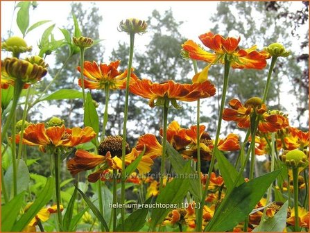 Helenium &#039;Rauchtopas&#039; | Zonnekruid | Sonnenbraut