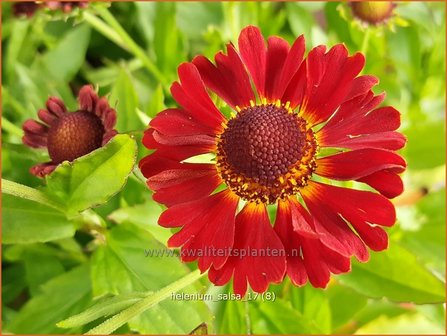 Helenium &#039;Salsa&#039; | Zonnekruid | Sonnenbraut