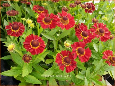 Helenium &#039;Salsa&#039; | Zonnekruid | Sonnenbraut