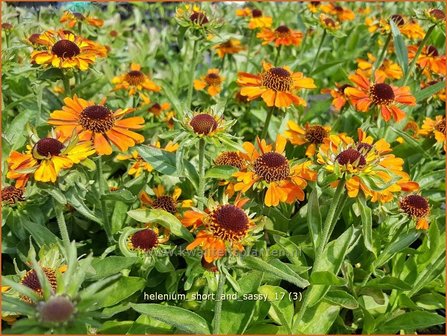 Helenium &#039;Short and Sassy&#039; | Zonnekruid | Sonnenbraut