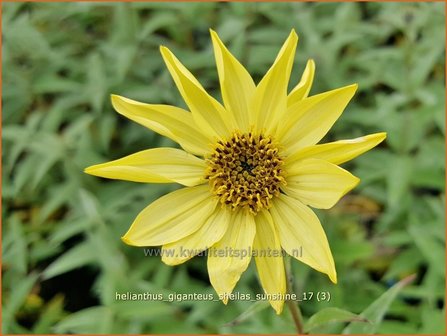 Helianthus giganteus &#039;Sheila&#039;s Sunshine&#039; | Vaste zonnebloem | Riesen-Sonnenblume