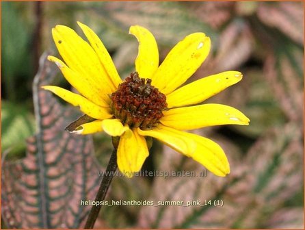 Heliopsis helianthoides &#039;Summer Pink&#039; | Zonneoog | Gew&ouml;hnliches Sonnenauge