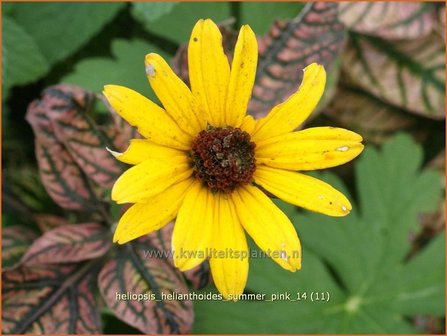 Heliopsis helianthoides &#039;Summer Pink&#039; | Zonneoog | Gew&ouml;hnliches Sonnenauge