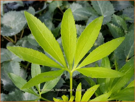 Helleborus foetidus 'Gold Bullion' | Stinkend nieskruid, Nieskruid | Palmblatt-Nieswurz | Stinking Hellebore