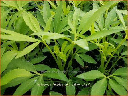 Helleborus foetidus 'Gold Bullion' | Stinkend nieskruid, Nieskruid | Palmblatt-Nieswurz | Stinking Hellebore