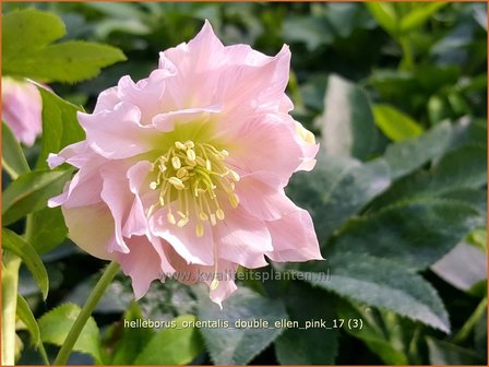 Helleborus orientalis 'Double Ellen Pink' | Kerstroos, Lenteroos, Vastenroos, Nieskruid | Lenzrose