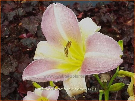 Hemerocallis &#039;Catherine Woodbury&#039; | Daglelie | Taglilie