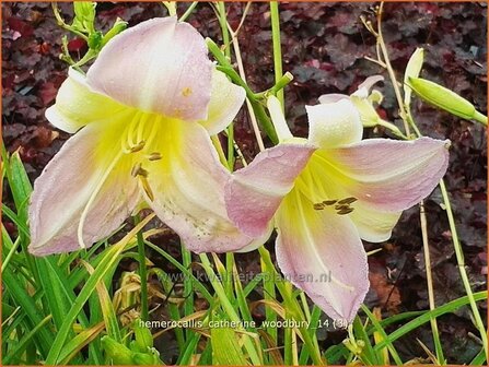 Hemerocallis &#039;Catherine Woodbury&#039; | Daglelie | Taglilie