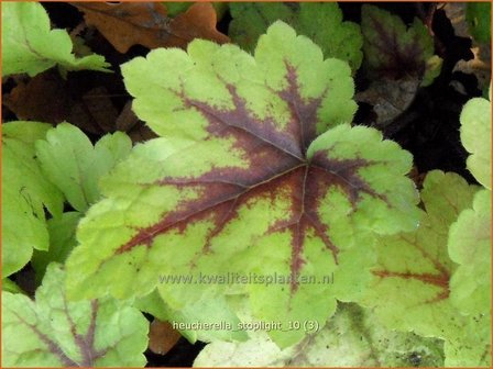 Heucherella &#039;Stoplight&#039; | Purperklokje | Bastardschaumbl&uuml;te