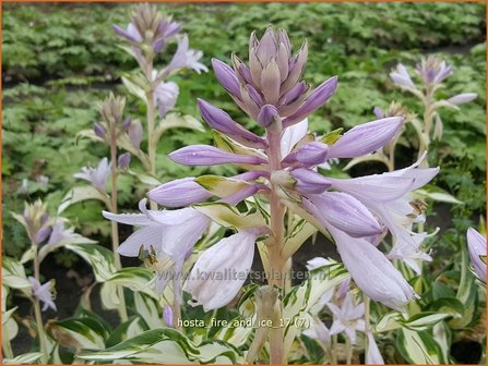 Hosta 'Fire and Ice' | Hosta, Hartlelie, Funkia | Funkie