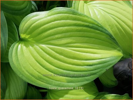 Hosta &#039;Guacamole&#039; | Hosta, Hartlelie, Funkia | Funkie