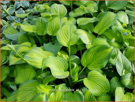 Hosta &#039;Guacamole&#039; | Hosta, Hartlelie, Funkia | Funkie