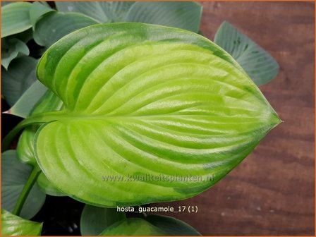 Hosta &#039;Guacamole&#039; | Hosta, Hartlelie, Funkia | Funkie