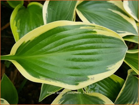 Hosta &#039;Queen Josephine&#039; | Hosta, Hartlelie, Funkia | Funkie