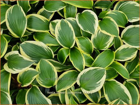 Hosta &#039;Queen Josephine&#039; | Hosta, Hartlelie, Funkia | Funkie