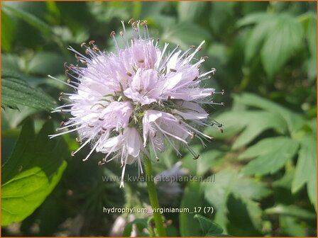 Hydrophyllum virginianum | Waterblad | Wasserblatt