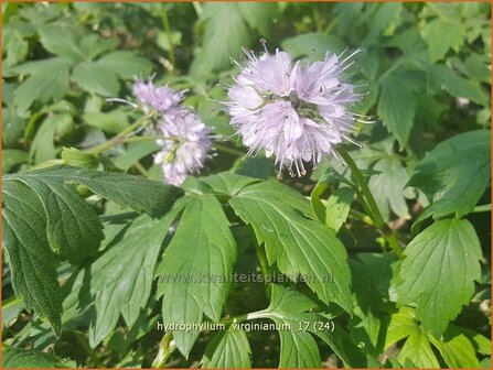Hydrophyllum virginianum | Waterblad | Wasserblatt