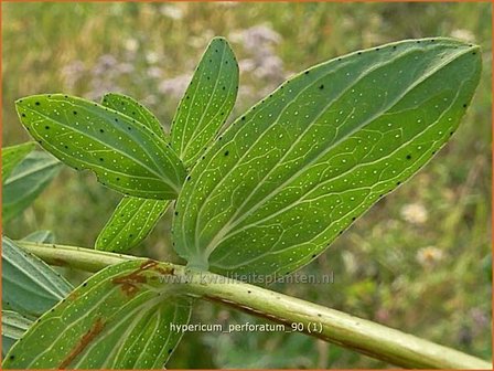 Hypericum perforatum | Sint-Janskruid, Hertshooi | T&uuml;pfel-Johanniskraut