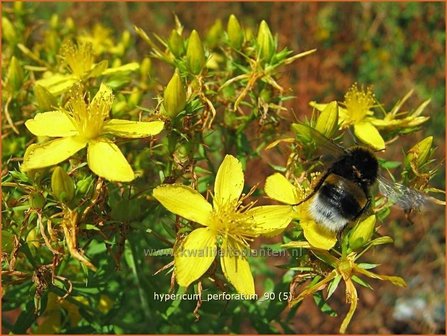 Hypericum perforatum | Sint-Janskruid, Hertshooi | T&uuml;pfel-Johanniskraut