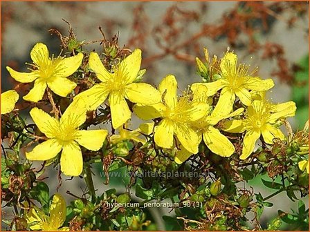 Hypericum perforatum | Sint-Janskruid, Hertshooi | T&uuml;pfel-Johanniskraut
