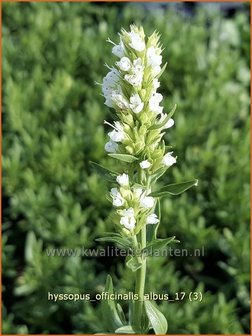 Hyssopus officinalis &#039;Albus&#039; | Hysop | Apotheker-Ysop