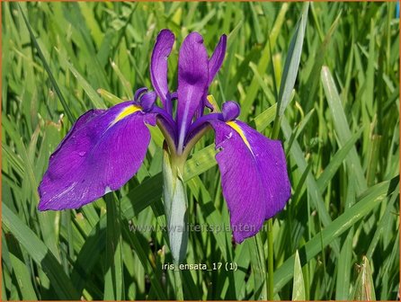 Iris ensata | Japanse iris, Iris, Lis | Japanische Sumpf-Schwertlilie