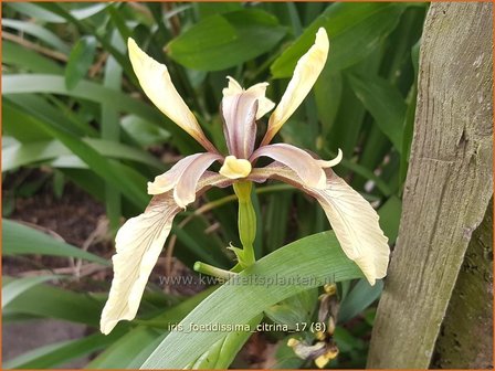 Iris foetidissima &#039;Citrina&#039; | Stinkende lis, Iris, Lis | &Uuml;belriechende Schwertlilie