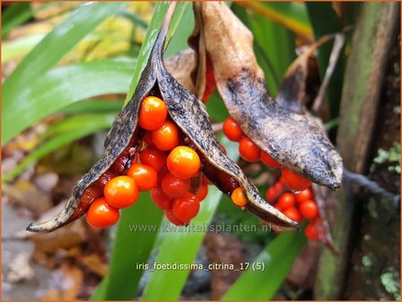 Iris foetidissima &#039;Citrina&#039; | Stinkende lis, Iris, Lis | &Uuml;belriechende Schwertlilie
