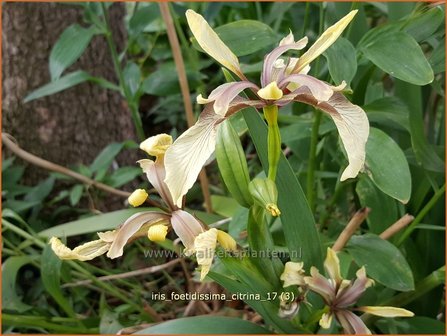 Iris foetidissima &#039;Citrina&#039; | Stinkende lis, Iris, Lis | &Uuml;belriechende Schwertlilie