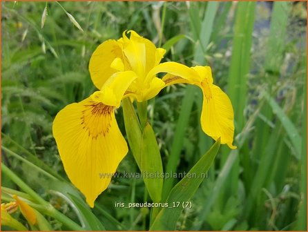 Iris pseudacorus | Gele lis, Iris, Lis | Sumpf-Schwertlilie