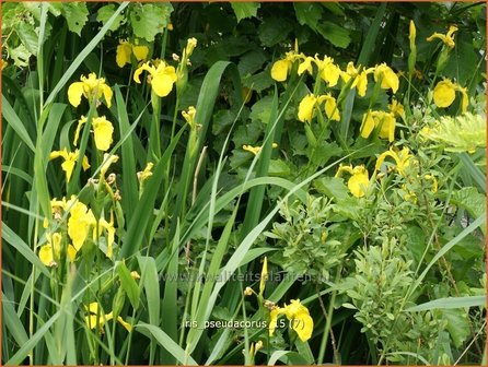 Iris pseudacorus | Gele lis, Iris, Lis | Sumpf-Schwertlilie