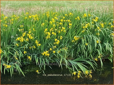 Iris pseudacorus | Gele lis, Iris, Lis | Sumpf-Schwertlilie