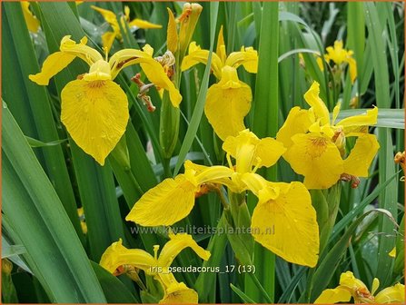 Iris pseudacorus | Gele lis, Iris, Lis | Sumpf-Schwertlilie