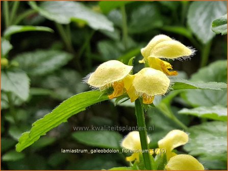 Lamiastrum galeobdolon &#039;Florentinum&#039; | Gevlekte gele dovenetel, Dovenetel | Echte Goldnessel