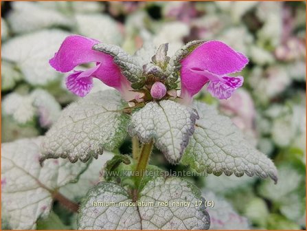 Lamium maculatum &#039;Red Nancy&#039; | Gevlekte dovenetel, Dovenetel | Gefleckte Taubnessel