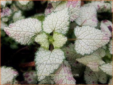 Lamium maculatum &#039;Red Nancy&#039; | Gevlekte dovenetel, Dovenetel | Gefleckte Taubnessel