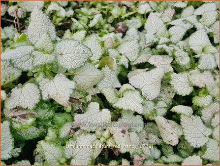 Lamium maculatum &#039;Red Nancy&#039; | Gevlekte dovenetel, Dovenetel | Gefleckte Taubnessel