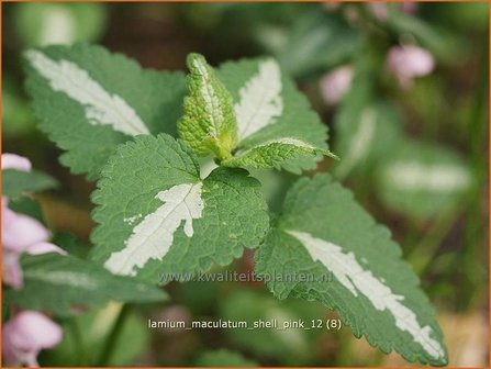 Lamium maculatum &#039;Shell Pink&#039; | Gevlekte dovenetel, Dovenetel | Gefleckte Taubnessel