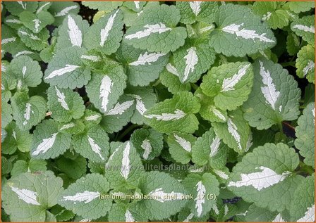 Lamium maculatum &#039;Shell Pink&#039; | Gevlekte dovenetel, Dovenetel | Gefleckte Taubnessel