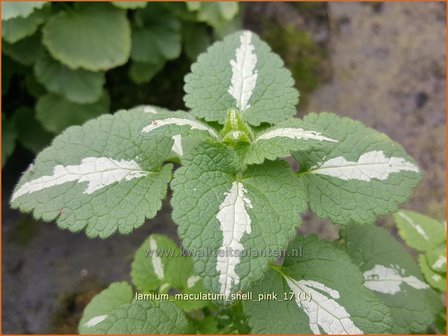 Lamium maculatum &#039;Shell Pink&#039; | Gevlekte dovenetel, Dovenetel | Gefleckte Taubnessel