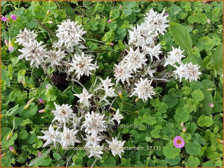 Leontopodium alpinum &#039;Matterhorn&#039; | Edelweiss | Alpen-Edelwei&szlig;