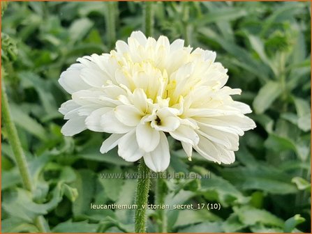 Leucanthemum &#039;Victorian Secret&#039; | Margriet | Grossblumige Margerite