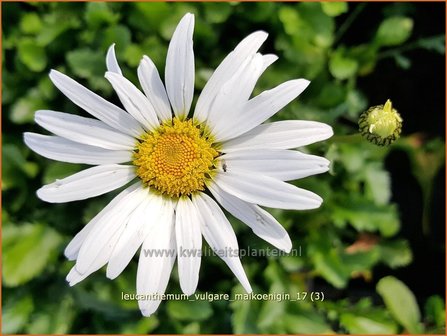 Leucanthemum vulgare &#039;Maik&ouml;nigin&#039; | Gewone margriet | Wiesenmargerite