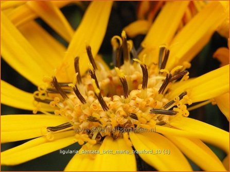 Ligularia dentata &#039;Britt Marie Crawford&#039; | Kruiskruid | Stern-Goldkolben