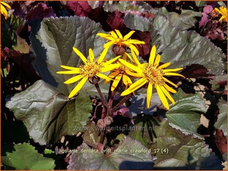 Ligularia dentata &#039;Britt Marie Crawford&#039; | Kruiskruid | Stern-Goldkolben