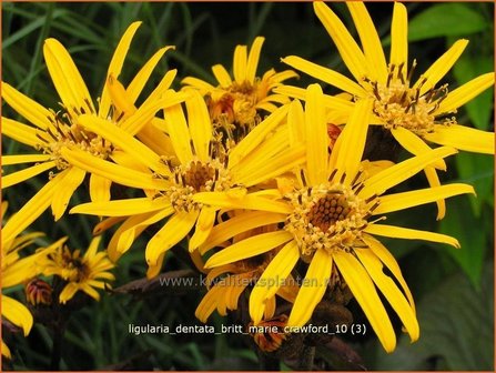 Ligularia dentata &#039;Britt Marie Crawford&#039; | Kruiskruid | Stern-Goldkolben