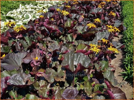 Ligularia dentata &#039;Britt Marie Crawford&#039; | Kruiskruid | Stern-Goldkolben