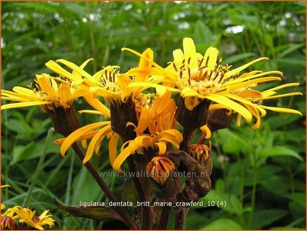 Ligularia dentata &#039;Britt Marie Crawford&#039; | Kruiskruid | Stern-Goldkolben