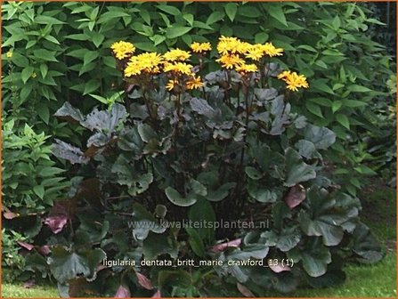 Ligularia dentata &#039;Britt Marie Crawford&#039; | Kruiskruid | Stern-Goldkolben