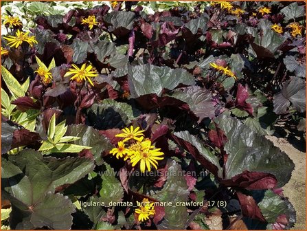 Ligularia dentata &#039;Britt Marie Crawford&#039; | Kruiskruid | Stern-Goldkolben